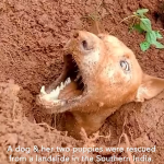 Dog & two puppies were rescued after being buried up to their necks due to landslide