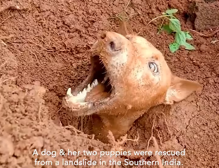 Dog & two puppies were rescued after being buried up to their necks due to landslide