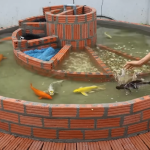 Make a Spiral Fish Tank from Brick and Cement