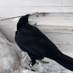 Smart bird taking an egg out from a tube