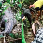 An Enormous Python Just Killed An Indonesian Mother Of Four And Swallowed Her Whole